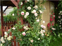 8256db6d-Picture 2383.jpg